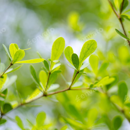 Preview: Green leaves background
