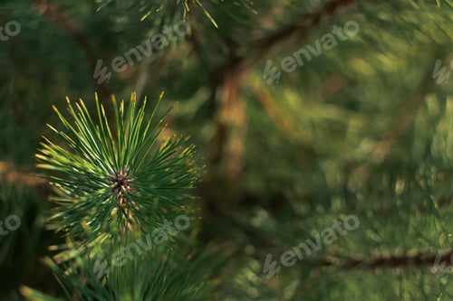 Preview: Spruce branch close-up. Winter natural texture.