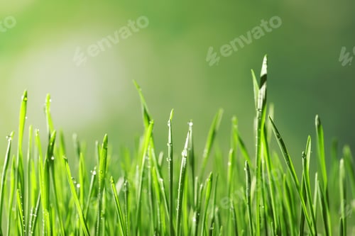 Preview: Green wheat grass with dew drops on blurred background, closeup
