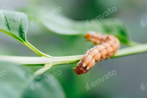 Preview: macro shot of a little orange caterpillar