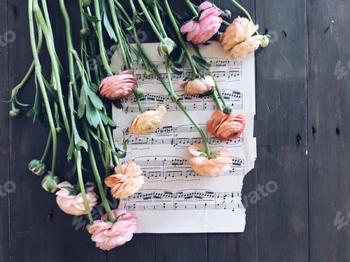 Preview: Ranunculus flowers on a sheet music and dark wooden background