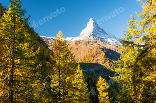 Preview: Matterhorn Mountain and Yellow Golden Larches in Autumn. Switzerland