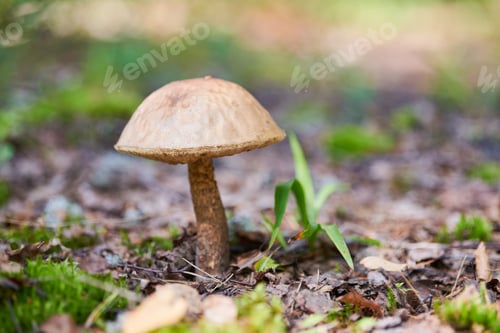 Preview: Leccinum versipelle mushroom. Orange birch bolete in autumn forest. Seasonal collection