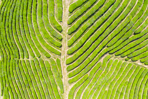 Preview: top view of tea farm