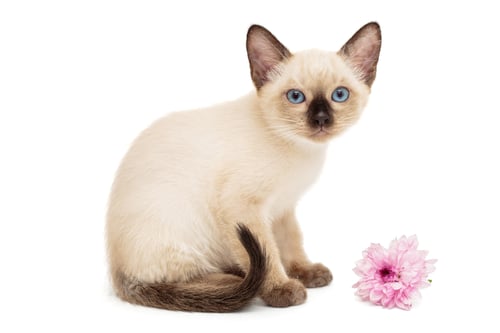 Preview: Small Siamese kitten and pink flower