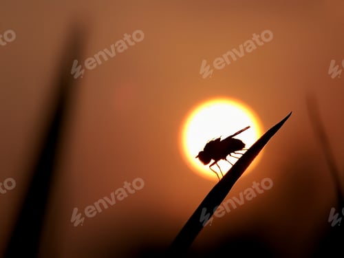 Preview: Sunset