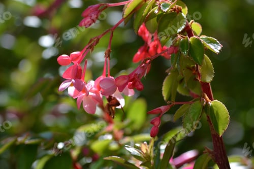 Preview: Flowers