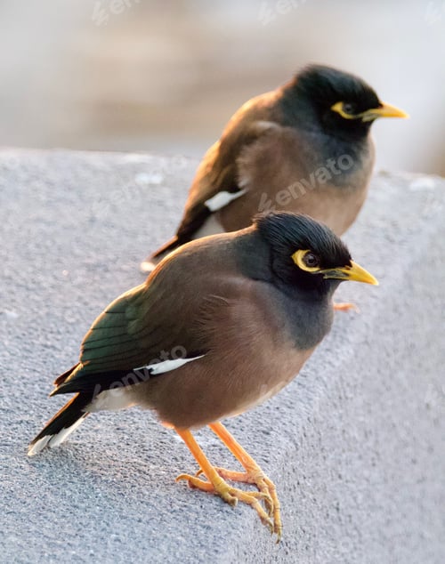 Preview: Closeup of a couple of Indian mynas perched on a stone surface.