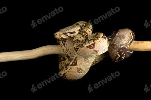 Preview: Snake red-tailed boa hanging on a branch isolated on black background