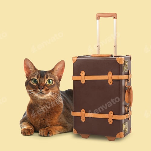 Preview: Beautiful Abyssinian cat and leather suitcase on beige background