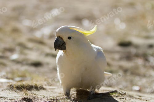 Preview: bird, cockatoo, pet, parrotsss
