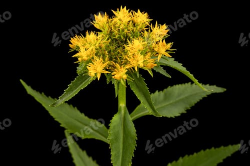 Preview: Yellow flowers of rhodiola rosea, isolated on black background