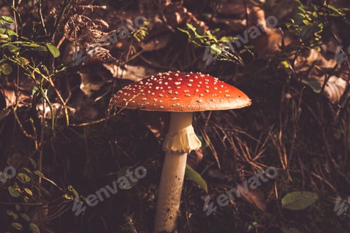 Preview: Fly agaric in a forest