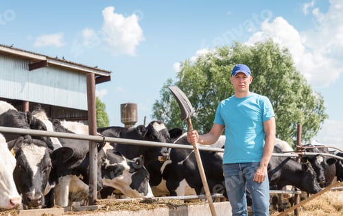 Preview: Farmer Is Working On Farm With Dairy Cows