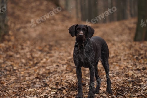 Preview: Hunting dog of the German breed Drathaar in autumn in the forest.