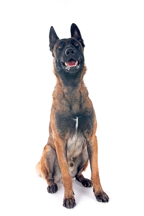 Preview: malinois in studio