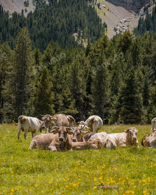 Preview: Cows in Prat de Cadí, route from Estana in Pyrenees Range, Cerdanya, Catalonia