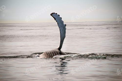 Preview: Humpback whale flipper on water surface, Provincetown, Massachusetts, USA