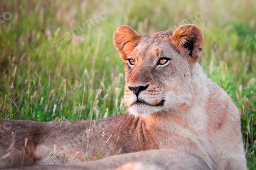 Preview: The upper body of a lioness, Panthera leo, lying in green grass, looking away
