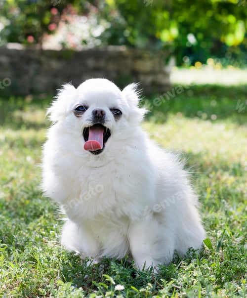 Preview: chihuahua in nature