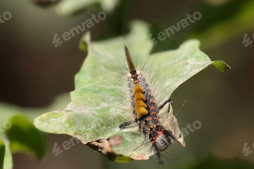 Preview: Close-up of a rusty tussock moth caterpillar on an oak leaf.
