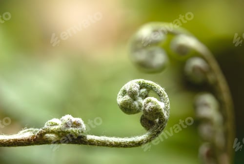 Preview: Young green shoot ferns tree with natural light