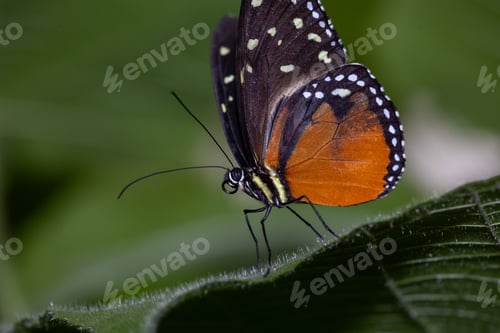 Preview: Closeup of a tithorea butterfly on leaves in a field with a blurry background