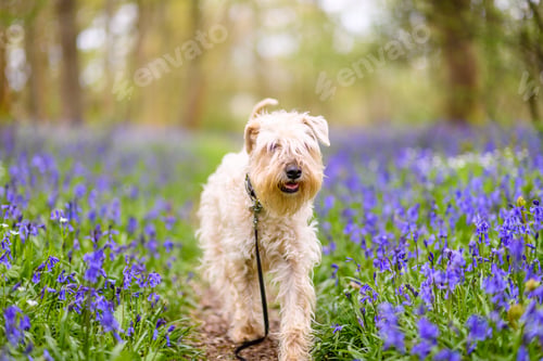Preview: a soft coated wheaten terrier running through English bluebells