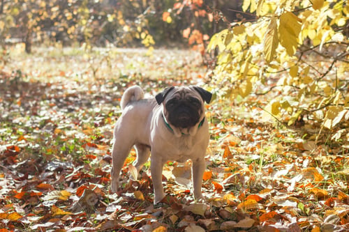 Preview: Beige pug dog walking on the leaves in autumn.
