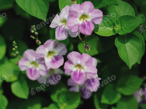 Preview: flat top view green leaf with pink or purple flowers