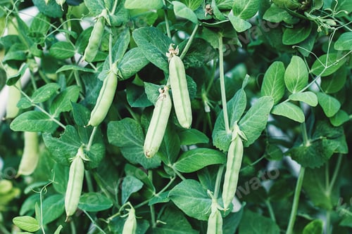 Preview: Green pea pods on plant growing in vegetable garden