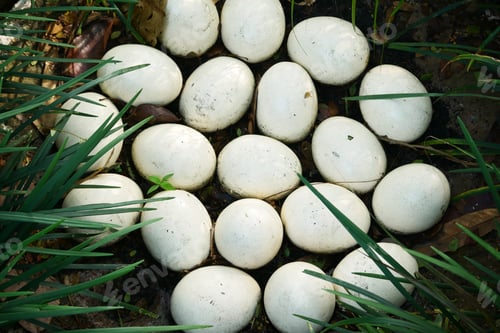 Preview: Ostrich egg on green grass top view