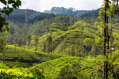 Preview: Tea plantation