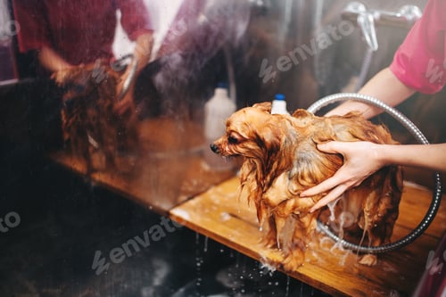 Preview: Pet grooming, dog washing in groomer salon