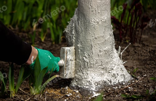 Preview: a man whitewashes trees in the garden in spring. Selective focus