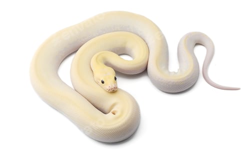 Preview: Asian rock python isolated on white background