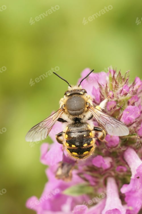 Preview: Closeup on the colorful yellow striped European woolcarder solitary, bee Anthidium manicatum