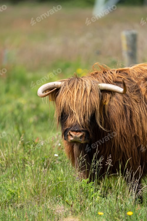 Preview: Of a brown yak standing in lush green grass with its horns visible