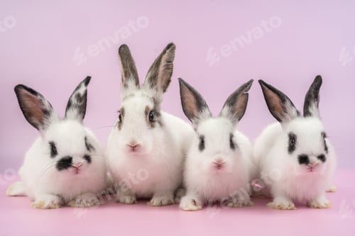 Preview: bunny Easter fluffy baby rabbit or new born rabbit. Symbol of Easter day.