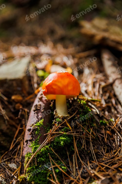 Preview: A vibrant red mushroom Amanita Muscaria sprouting from the mossy forest floor