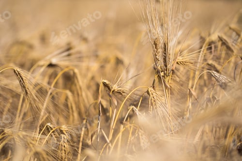 Preview: golden barley field and sunny day