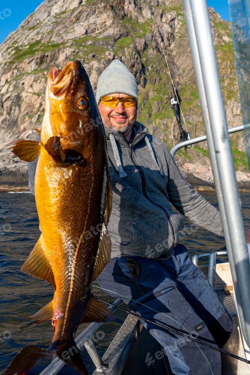 Preview: Fisherman with big cod fish. Norwegian fisherman has caught large Cod in Norwegian Fjord islands