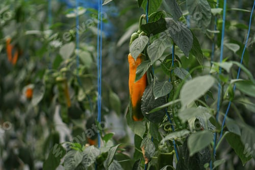 Preview: fresh sweet snack peppers paprika in the green house