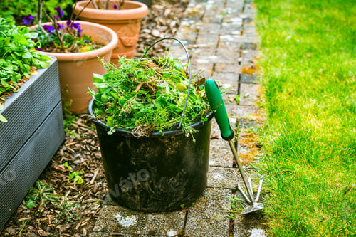 Preview: Removing weeds in garden - bucket full of weeds, gardening concept