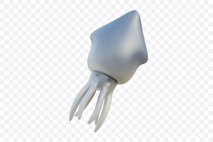 Preview: Whole Squid Cleaned Piece
