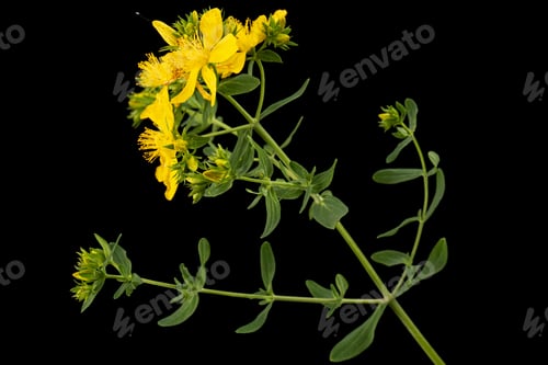 Preview: Inflorescence of yellow flowers of Hypericum, isolated on black background
