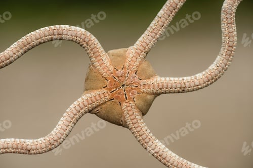 Preview: Ventral side of a brittle starfish