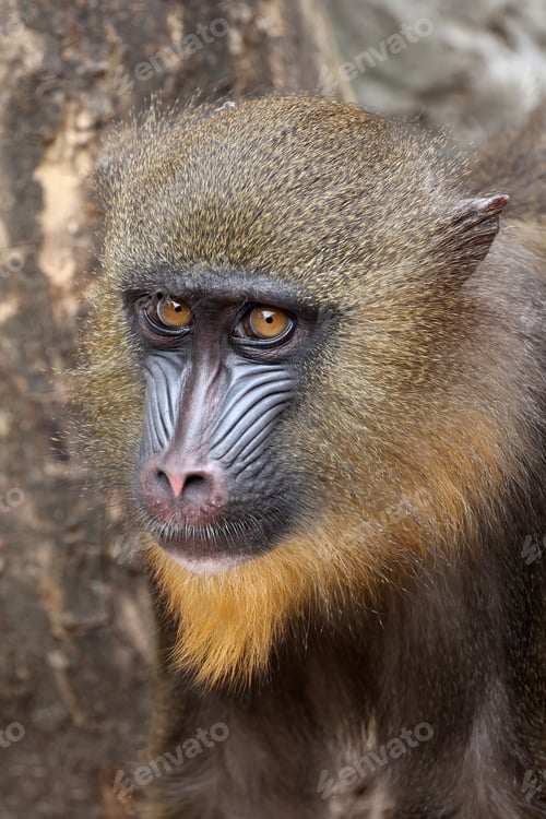 Preview: Close up shot of mandrill (Mandrillus sphinx) portrait
