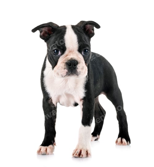 Preview: puppy boston terrier