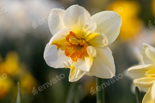 Preview: Beautiful narcissus flowers bloom in the spring garden.